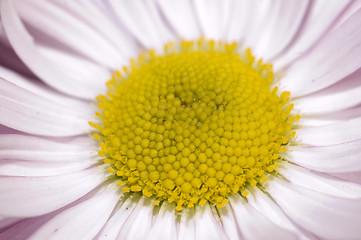 Image showing wild daisy macro