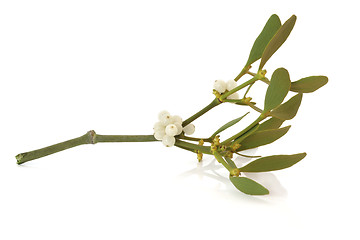 Image showing Mistletoe Leaf Sprig with Berries