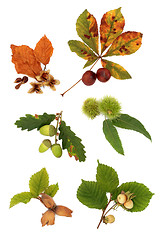 Image showing Autumn Nut Collection