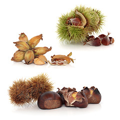 Image showing Wild Nuts