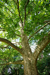 Image showing Tree