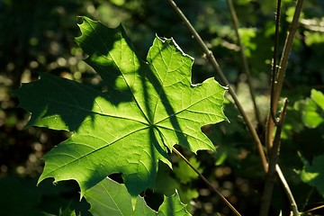 Image showing Leaf