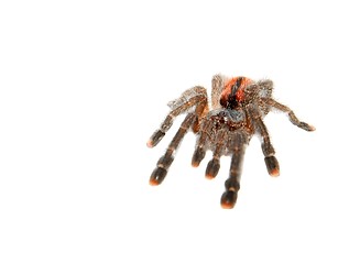 Image showing Spider