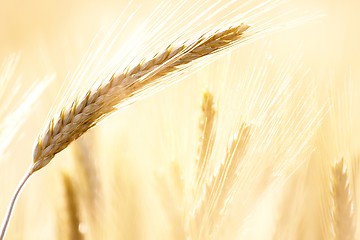 Image showing Wheat