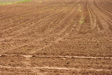 Image showing Agriculture