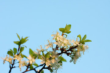 Image showing Flowers