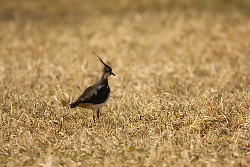 Image showing Northern lapwing