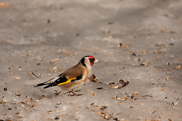 Image showing European goldfinch