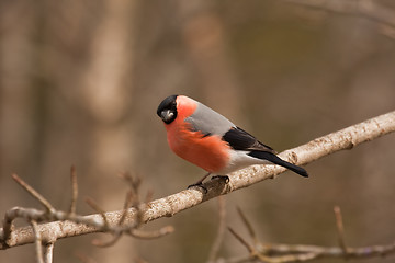 Image showing bullfinch