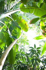 Image showing Tropical forest