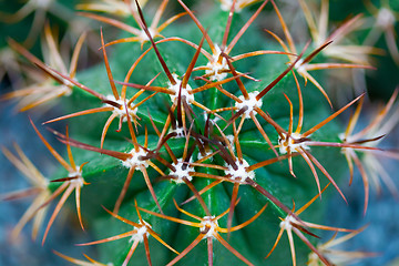 Image showing Close-up of cactus