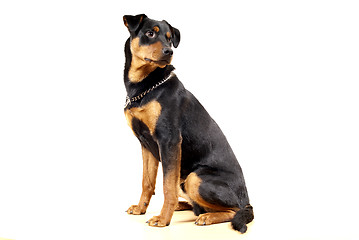 Image showing Cute Rottweiler Pincher 