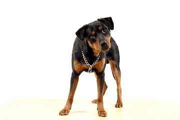 Image showing Cute Rottweiler Pincher 