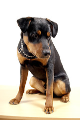 Image showing Cute Rottweiler Pincher 