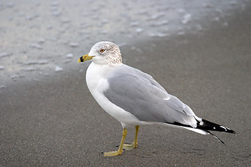 Image showing Out for food