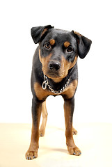 Image showing Cute Rottweiler Pincher 