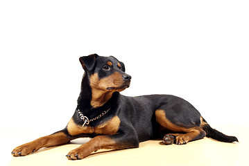 Image showing Cute Rottweiler Pincher 