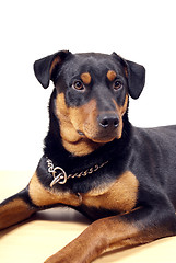 Image showing Cute Rottweiler Pincher 