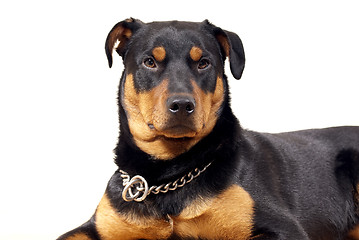 Image showing Cute Rottweiler Pincher 