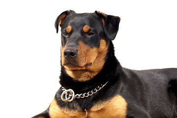 Image showing Cute Rottweiler Pincher 