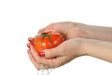 Image showing Tomato in palms