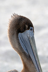 Image showing Brown pelican