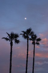 Image showing Dusk in the tropics