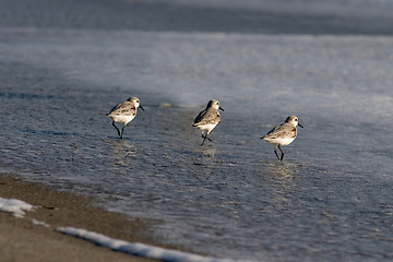 Image showing Out for food