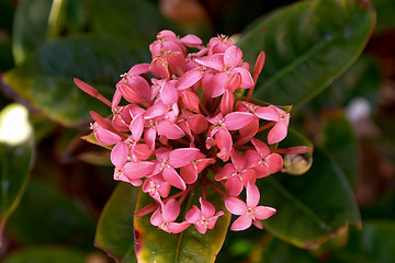 Image showing A pink flower