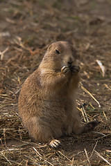 Image showing Prairie dogs