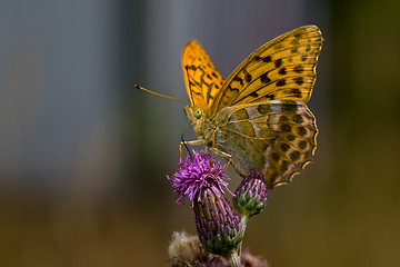 Image showing butterfly