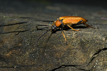 Image showing beetle