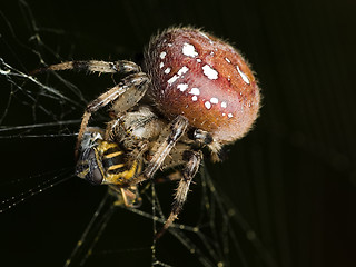 Image showing spider