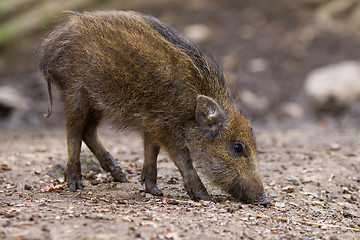 Image showing wild pig