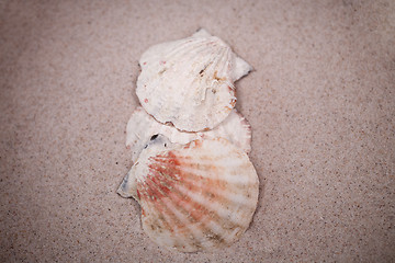 Image showing shell