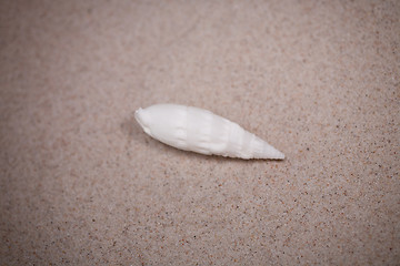 Image showing shell