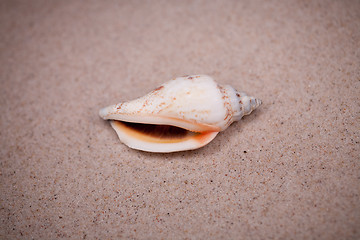 Image showing shell