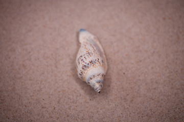 Image showing shell