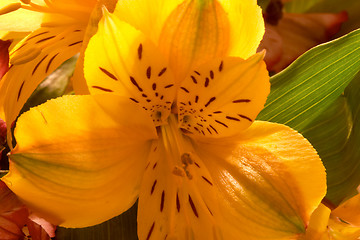 Image showing The lily