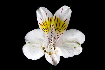 Image showing The lily