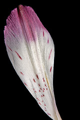 Image showing A lily petal