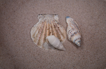 Image showing shell