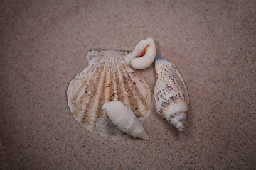 Image showing shell