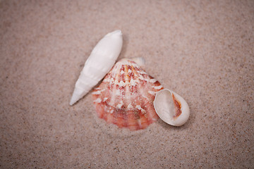 Image showing shell