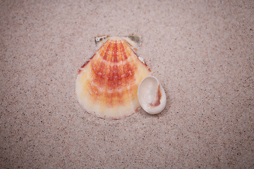 Image showing shell