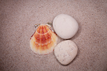 Image showing shell