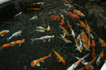 Image showing The koi pond