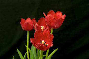 Image showing Red tulips