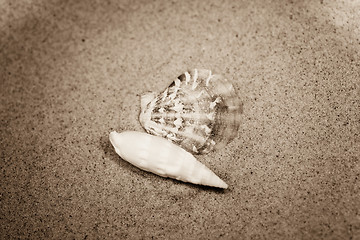 Image showing shell