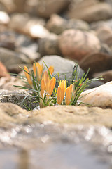 Image showing spring flowers